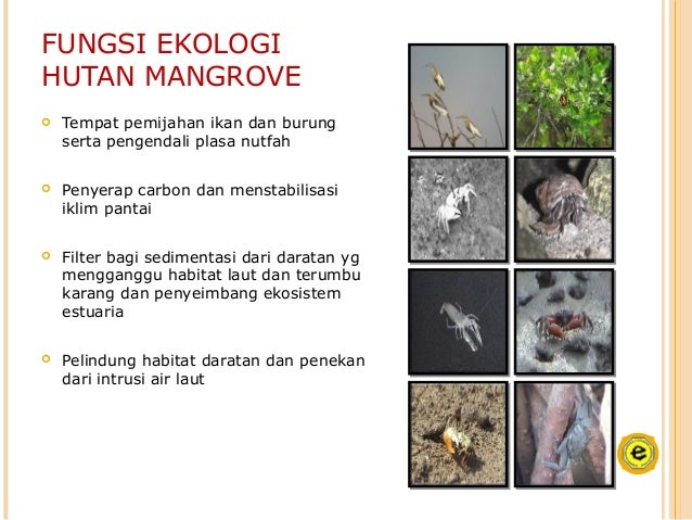 Materimangrove 111017211550 Phpapp01