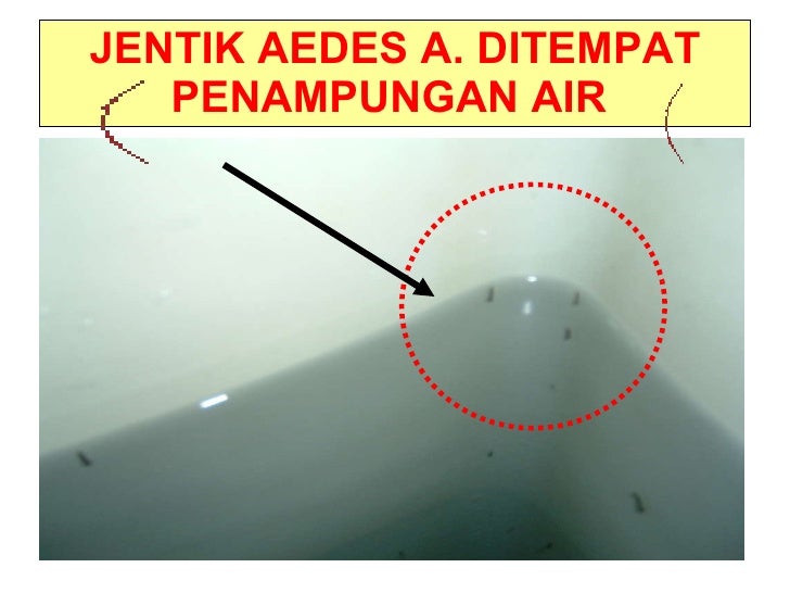 Materi Pelatihan Jumantik