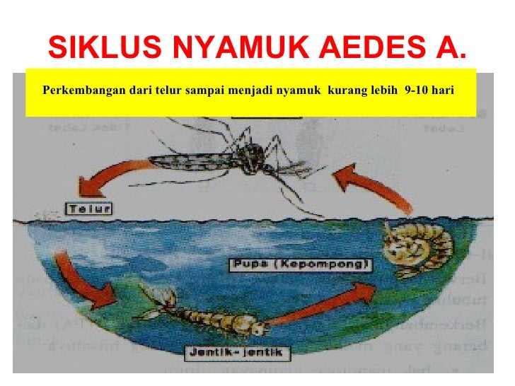 Materi Pelatihan Jumantik