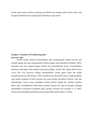 ternak yang kurang istirahat menjelang disembelih dan terutama pada kondisi stress atau
kecapaian/kelelahan akan mempercepat terbentuknya rigor mortis.




Gambar 1. Produksi ATP melalui tiga jalur
Konversi Otot
      Kondisi ternak sebelum penyembelihan akan mempengaruhi tingkat konversi otot
menjadi daging dan juga mempengaruhi kualitas daging yang dihasilkan (Soeparno 2005).
Perubahan dari otot menjadi daging dimulai dari penyembelihan hewan. Penyembelihan
dilakukan pada bagian leher dengan memotong esofagus, trachea, dan saluran darah (Arteri
carotis dan Vena jugularis) dengan memperhatikan syariah agama Islam dan kaidah
kesejahteraan hewan (SK Mentan. 1992). Setelah hewan disembelih (mati), terjadi perubahan
yang sangat kompleks di dalam jaringan otot yang meliputi perubahan biokimia, fisik, dan
mikrobiologis. Secara umum, perubahan tersebut diawali dengan ber- hentinya sirkulasi
darah, yang mengakibatkan tidak adanya pasokan (supply) ok- sigen ke jaringan, sehingga
menimbulkan konsekuensi perubahan pada, jaringan termasuk otot (Lukman et al. 2007).
Secara umum perubahan-perubahan tersebut dapat dilihat pada Gambar 2 berikut :
 