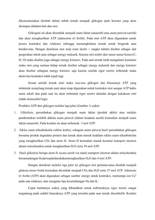 dikonsumsiakan dirubah dalam tubuh ternak menjadi glikogen (pati hewan) yang akan
     disimpan didalam hati dan otot.

             Glikogeni ini akan dirombak menjadi asam laktat (anaerob) atau asam piruvat (aerob)
     dan akan menghasilkan ATP (adenosine tri fosfat). Pada otot ATP akan digunakan untuk
     proses kontraksi dan relaksasi sehingga memungkinkan ternak untuk bergerak atau
     beraktivitas. Dengan demikian otot strip (otot skelet = rangka tubuh) disebut sebagai alat
     pergerakan tubuh atau sebagai energy mekanik. Karena otot terdiri dari unsur-unsur kimia (C,
     H, O) maka disebut juga sebagai energy kimiawi. Pada saat ternak telah mengalami kematian
     maka otot yang semasa hidup ternak disebut sebagai energy mekanik dan energy kimiawi
     akan disebut sebagian energy kimiawi saja karena setelah rigor mortis terbentuk maka
     akativitas kontraksi tidak tejadi lagi.

             Sesaat setelah ternak mati maka sisa-sisa glikogen dan khususnya ATP yang
     terbentuk menjelang ternak mati akan tetap digunakan untuk kontraksi otot sampai ATP habis
     sama sekali dan pada saat itu akan terbentuk rigor mortis ditandai dengan kekakuan otot
     (tidak ekstensibel lagi).

     Produksi ATP dari glikogen melalui tiga jalur (Gambar 1) yakni:

1.    Glikolisis; perombakan glikogen menjadi asam laktat (produk akhir) atau melalui
     pembentukan terlebih dahulu asam piruvat (dalam keadaan aerob) kemudian menjadi asam
     laktat (anaerob). Pada kondisi ini akan terbentuk 3 mol ATP.

2. Siklus asam trikarboksilat (siklus krebs); sebagian asam piruvat hasil perombakan glikogen
     bersama produk degradasi protein dan lemak akan masuk kedalam siklus asam trikarboksilat
     yang menghasilkan CO2 dan atom H. Atom H kemudian masuk kerantai transport electron
     dalam mitochondria untuk menghasilkan H2O serta 30 mol ATP.

3. Hasil glikolisis berupa atom H secara aerob via rantai transport electron dalam mitochondria
     bersamadengan O2darisuplaidarahakanmenghasilkan H2O dan 4 mol ATP.

             Dengan demikian melalui tiga jalur ini glikogen otot pertama-tama dirubah menjadi
     glukosa mono fosfat kemudian dirombak menjadi CO2 dan H2O serta 37 mol ATP. Adenosin
     tri fosfat (ATP) akan digunakan sebagai sumber energy untuk kontraksi, memompa ion Ca2
     pada saat relaksasi, dan mengatur laju keseimbangan Na dan K.

             Cepat lambatnya waktu yang dibutuhkan untuk terbentuknya rigor mortis sangat
     tergantung pada sedikit banyaknya ATP yang tersedia pada saat ternak disembelih. Kondisi
 