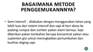 BAGAIMANA METODE
PENGGEMUKANNNYA?
1
• Semi intensif : dilakukan dengan menggunakan lahan yang
lebih luas dari sistem intensif dan sapi di beri akses ke
padang rumput dan sumber pakan alami lainnya. Sapi
diberikan pakan tambahan berupa konsentrat pakan atau
suplemen gizi untuk meningkatkan pertumbuhan dan
kualitas daging sapi.
 
