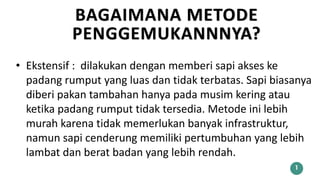 BAGAIMANA METODE
PENGGEMUKANNNYA?
1
• Ekstensif : dilakukan dengan memberi sapi akses ke
padang rumput yang luas dan tidak terbatas. Sapi biasanya
diberi pakan tambahan hanya pada musim kering atau
ketika padang rumput tidak tersedia. Metode ini lebih
murah karena tidak memerlukan banyak infrastruktur,
namun sapi cenderung memiliki pertumbuhan yang lebih
lambat dan berat badan yang lebih rendah.
 