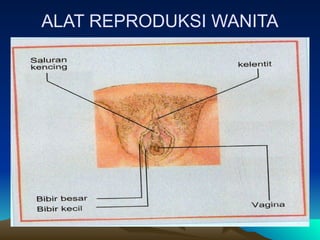 ALAT REPRODUKSI WANITA
 