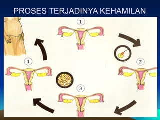 PROSES TERJADINYA KEHAMILAN
 