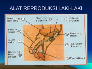 ALAT REPRODUKSI LAKI-LAKI
 