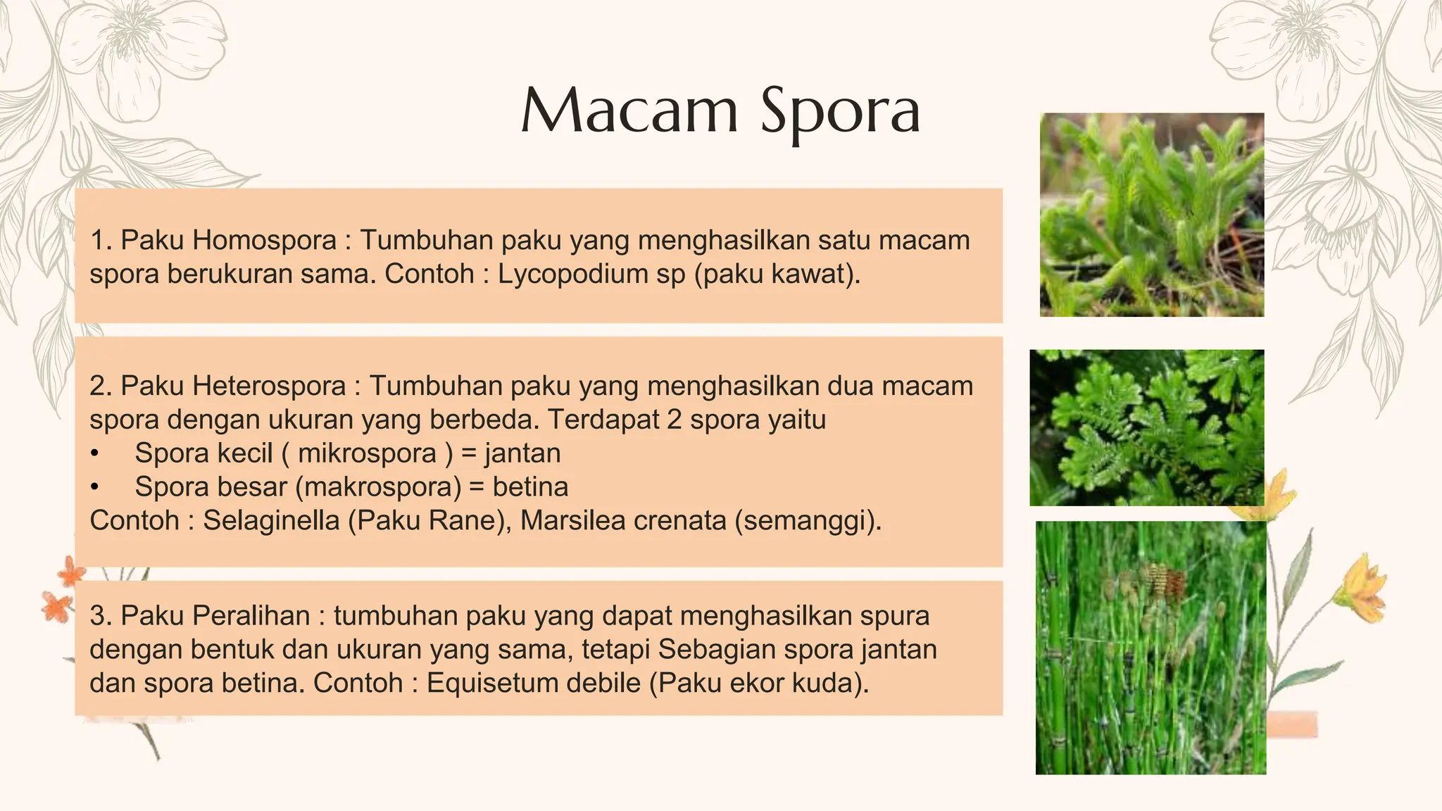 Materi Plantae kelas 10 rika elvana.pptx