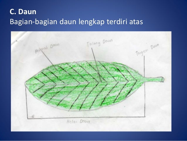 Materi pembelajaran struktur bagian fungsi tumbuhan