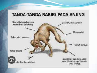 MATERI RABIES.pptx