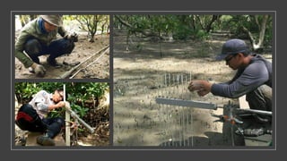 Contributions of Mangroves in Achieving Emission Reduction Targets