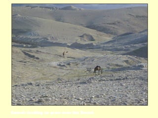 Camels feeding on grass near the Desert
 