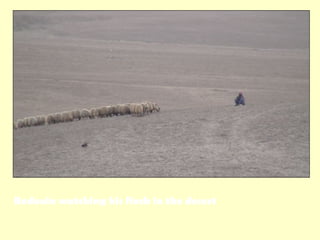 Bedouin watching his flock in the desert
 