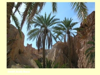 Small Arab Oasis
 