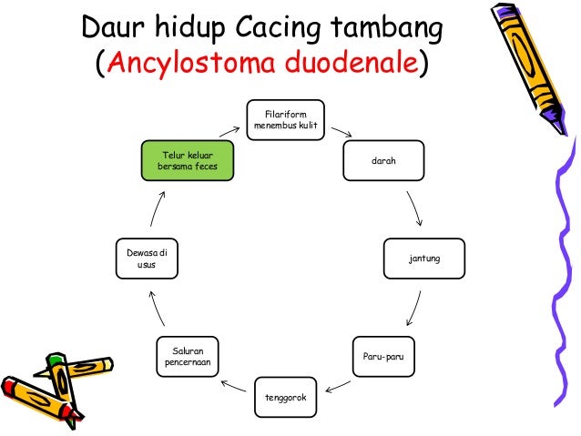 87+ Gambar Siklus Cacing Tambang Paling Keren 87+ Gambar Siklus Cacing Tambang Paling Keren