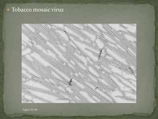  Tobacco mosaic virus
Figure 10.19x
 