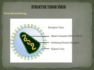 Virus Berselubung
Materi Genetik (DNA / RNA)
Selubung Protein (Kapsid)
Kapsul virus
Reseptor Virus
 