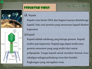 Struktur virus
. Kepala
Kepala virus berisi DNA dan bagian luarnya diselubungi
kapsid. Satu unit protein yang menyusun kapsid disebut
kapsomer.
 Kapsid
Kapsid adalah selubung yang berupa protein. Kapsid
terdiri atas kapsomer. Kapsid juga dapat terdiri atas
protein monomer yang yang terdiri dari rantai
polipeptida. Fungsi kapsid untuk memberi bentuk virus
sekaligus sebagai pelindung virus dari kondisi
lingkungan yang merugikan virus.
MATERI
bakteriofage
virus
 