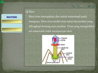  Ekor
Ekor virus merupakan alat untuk menempel pada
inangnya. Ekor virus terdiri atas tubus bersumbat yang
dilengkapi benang atau serabut. Virus yang menginfeksi
sel eukariotik tidak mempunyai ekor.
MATERI
bakteriofage
virus
 