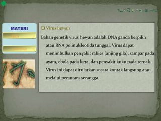  Virus hewan
Bahan genetik virus hewan adalah DNA ganda berpilin
atau RNA polinukleotida tunggal. Virus dapat
menimbulkan penyakit rabies (anjing gila), sampar pada
ayam, ebola pada kera, dan penyakit kuku pada ternak.
Virus ini dapat ditularkan secara kontak langsung atau
melalui perantara serangga.
MATERI
bakteriofage
virus
 