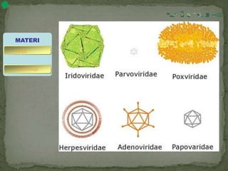 MATERI
bakteriofage
virus
 