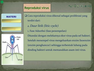 Reproduksi virus
 Cara reproduksi virus dikenal sebagai proliferasi yang
terdiri dari:
a. Daur litik (litic cycle)
1. Fase Adsorbsi (fase penempelan)
Ditandai dengan melekatnya ekor virus pada sel bakteri.
Setelah menempel virus mengeluarkan enzim lisoenzim
(enzim penghancur) sehingga terbentuk lubang pada
dinding bakteri untuk memasukkan asam inti virus.
MATERI
bakteriofage
virus
 