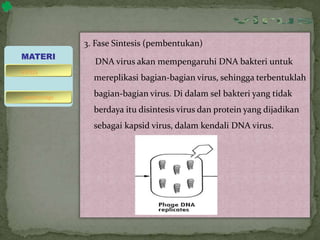 3. Fase Sintesis (pembentukan)
DNA virus akan mempengaruhi DNA bakteri untuk
mereplikasi bagian-bagian virus, sehingga terbentuklah
bagian-bagian virus. Di dalam sel bakteri yang tidak
berdaya itu disintesis virus dan protein yang dijadikan
sebagai kapsid virus, dalam kendali DNA virus.
MATERI
bakteriofage
virus
 
