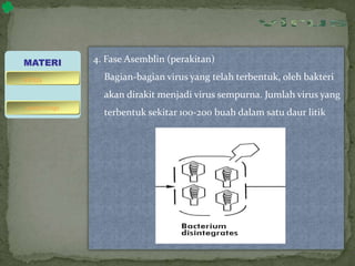 4. Fase Asemblin (perakitan)
Bagian-bagian virus yang telah terbentuk, oleh bakteri
akan dirakit menjadi virus sempurna. Jumlah virus yang
terbentuk sekitar 100-200 buah dalam satu daur litik
MATERI
bakteriofage
virus
 