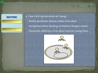 5. Fase Litik (pemecahan sel inang)
Ketika perakitan selesai, maka virus akan
menghancurkan dinding sel bakteri dengan enzim
lisoenzim, akhirnya virus akan mencari inang baru.
MATERI
bakteriofage
virus
 