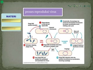 proses reproduksi virus
MATERI
bakteriofage
virus
 