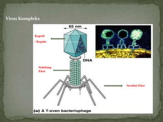 Virus Kompleks
Kapsid
/ Kepala
Selubung
Ekor
Serabut Ekor
 
