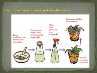 2. Percobaan Dmitri Ivanowski pada Penelitian Virus
Daun
tembakau yang
berpenyakit
dihaluskan
Penyaringan
ekstrak daun
tembakau yang
berpenyakit
Filtrat
daun
tembakau
yang
berpenyakit
Tanaman tembakau
menjadi sakit
Tanaman
tembakau
yang sehat
Disemprotkan
Filtrat
 