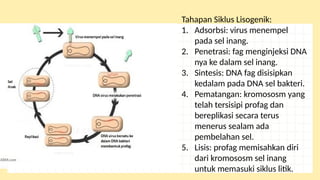 Sel Inang Power Point Materi Virus Kelas X (Sepuluh) Fase E Kurikulum Merdeka | PPTX