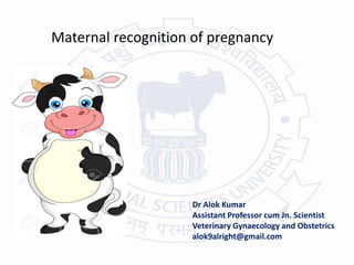 Maternal recognition of pregnancy
Dr Alok Kumar
Assistant Professor cum Jn. Scientist
Veterinary Gynaecology and Obstetrics
alok9alright@gmail.com
 