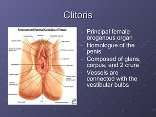 clitorisclitoris Maternal Anatomy And Physiology | PPT
