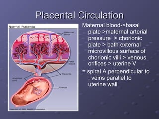 Maternal Anatomy And Physiology | PPT