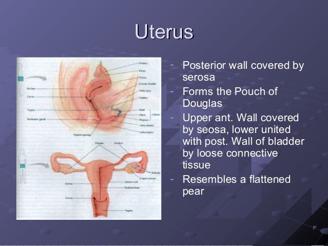 Maternal Anatomy And Physiology
