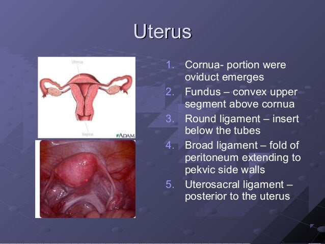Maternal Anatomy And Physiology