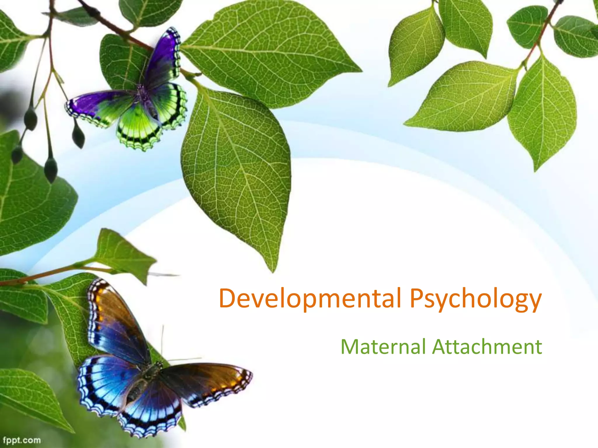 Developmental Psychology
Maternal Attachment
 