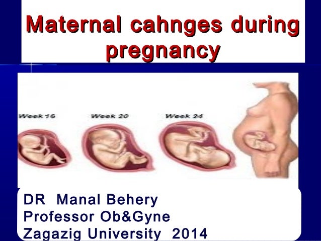 Maternal changes during pregnancy for undergraduate