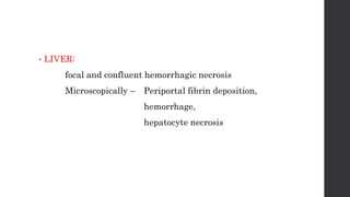 • LIVER:
focal and confluent hemorrhagic necrosis
Microscopically – Periportal fibrin deposition,
hemorrhage,
hepatocyte necrosis
 