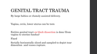 GENITAL TRACT TRAUMA
By large babies or clumsly assisted delivery.
Vagina, cevix, lower uterus can be torn
Entitre genital tract en block dissection is done (from
vagina to uterine fundus)
Fixed
Serially horizontally sliced and sampled to depict tear
dimention and vesses rupture.
 