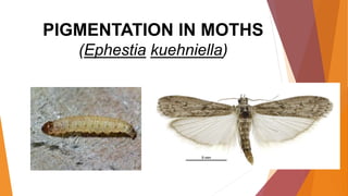 PIGMENTATION IN MOTHS
(Ephestia kuehniella)
 