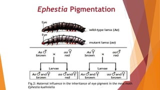 Ephestia Pigmentation
Fig.2: Maternal influence in the inheritance of eye pigment in the meal moth
Ephestia kuehniella
 