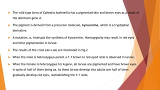  The wild type larva of Ephestia kuehneilla has a pigmented skin and brown eyes as a result of
the dominant gene A.
 The pigment is derived from a precursor molecule, kynurenine, which is a tryptophan
derivative.
 A mutation, a, interupts the synthesis of kynurenine. Homozygosity may result in red eyes
and little pigmentation in larvae.
 The results of the cross (Aa x aa) are illustrated in fig.2
 When the male is heterozygous parent a 1:1 brown to red-eyed ratio is observed in larvae.
 When the female is heterozygous for A gene, all larvae are pigmented and have brown eyes,
in spite of half of them being aa. As these larvae develop into adults one half of them
gradually develop red eyes, reestablishing the 1:1 ratio.
 