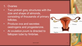 Maternal health 14
1. Ovaries
• Two pinkish grey structures with the
size and shape of almonds,
consisting of thousands of primary
follicles.
• Produce ova and secretes
oestrogens and progesterone.
• At ovulation,ovum is directed to
fallopian tube by fimbriae.
 