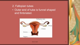 Maternal health 16
2. Fallopian tubes
• Outer end of tube is funnel shaped
and fimbriated.
 