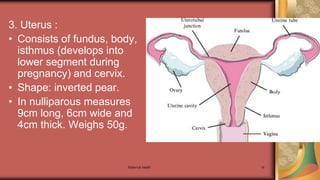 Maternal health 18
3. Uterus :
• Consists of fundus, body,
isthmus (develops into
lower segment during
pregnancy) and cervix.
• Shape: inverted pear.
• In nulliparous measures
9cm long, 6cm wide and
4cm thick. Weighs 50g.
 