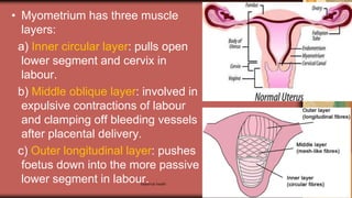 Maternal health 19
• Myometrium has three muscle
layers:
a) Inner circular layer: pulls open
lower segment and cervix in
labour.
b) Middle oblique layer: involved in
expulsive contractions of labour
and clamping off bleeding vessels
after placental delivery.
c) Outer longitudinal layer: pushes
foetus down into the more passive
lower segment in labour.
 