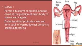Maternal health 20
• Cervix :
Forms a fusiform or spindle shaped
canal at the junction of main body of
uterus and vagina.
Distal two-third protrudes into and
form vault of vagina-lowest portion is
called external os.
 