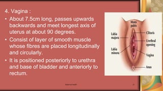 Maternal health 21
4. Vagina :
• About 7.5cm long, passes upwards
backwards and meet longest axis of
uterus at about 90 degrees.
• Consist of layer of smooth muscle
whose fibres are placed longitudinally
and circularly.
• It is positioned posteriorly to urethra
and base of bladder and anteriorly to
rectum.
 